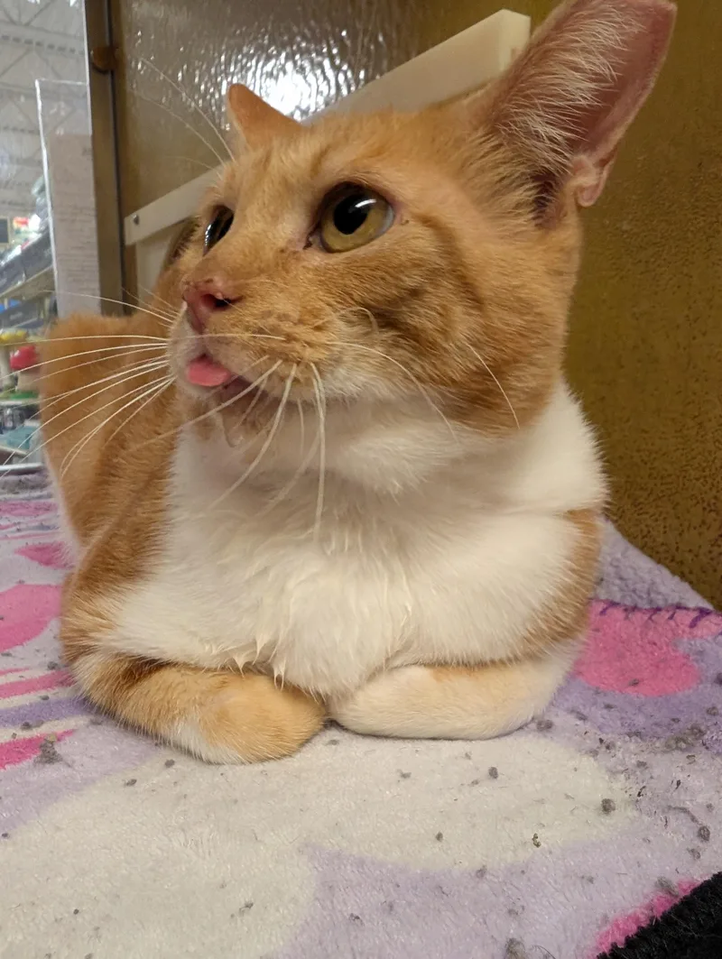 A young medium-sized male Orange & White Domestic Short Hair cat named Arnie for adoption in Pearland, TX