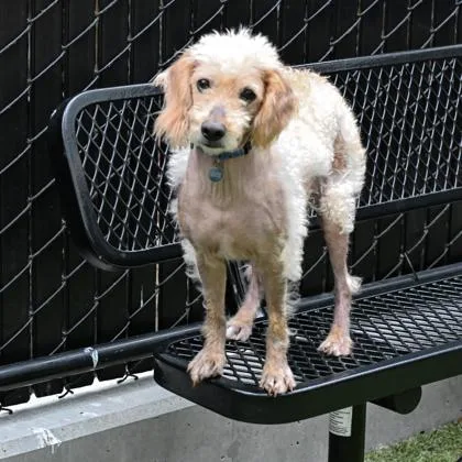 A senior small-sized male Cocker Spaniel dog named Peludo for adoption in Bellevue, WA