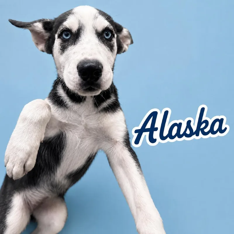 A baby small-sized female Apricot / Beige Siberian Husky dog named Alaska for adoption in Scottsdale, AZ