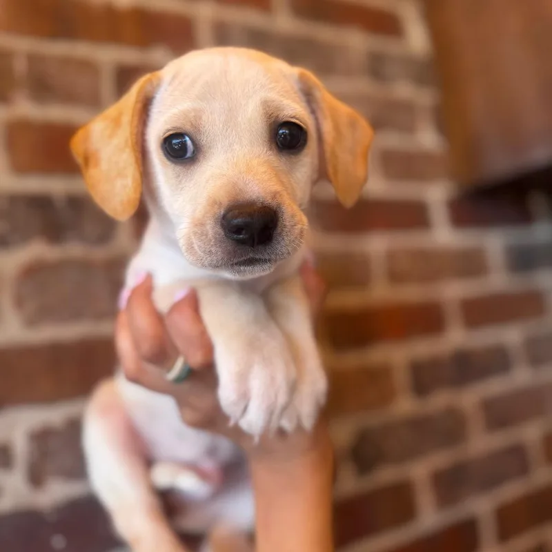 A baby small-sized male White / Cream Yellow Labrador Retriever dog named Bono for adoption in San Diego, CA