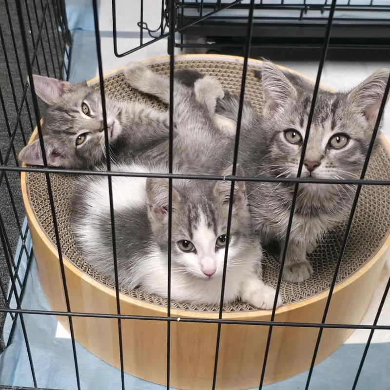 A baby small-sized male Brown / Chocolate Domestic Short Hair cat named Milo for adoption in Monroe, MI