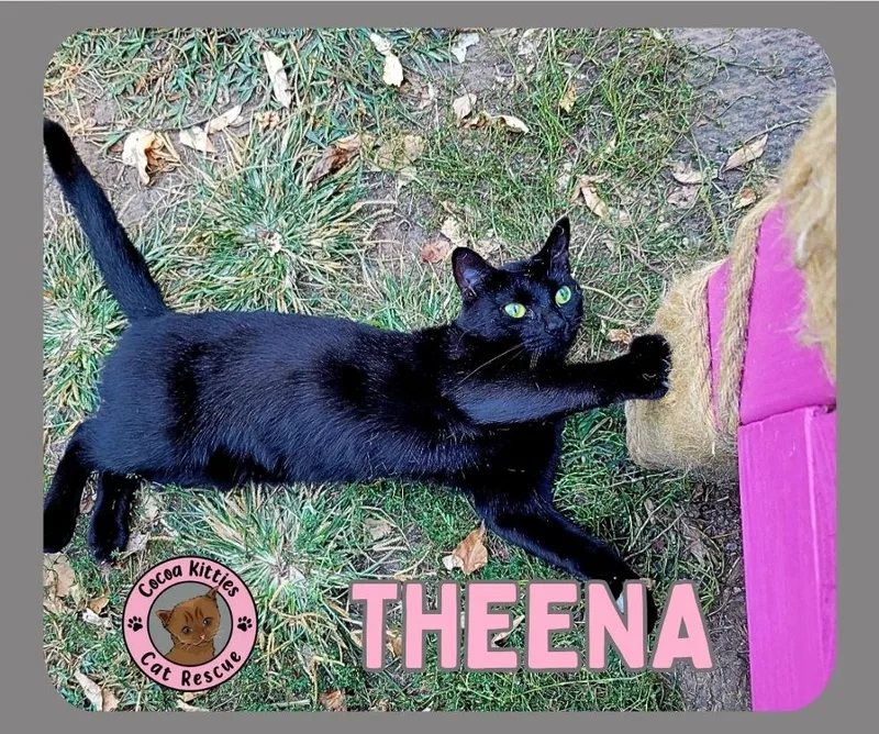 Theena thumbnail 3