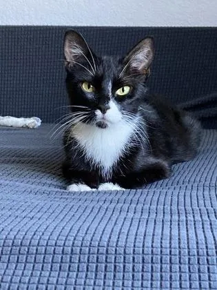 A young small-sized female Black & White / Tuxedo Domestic Short Hair cat named Jessica for adoption in Sacramento, CA