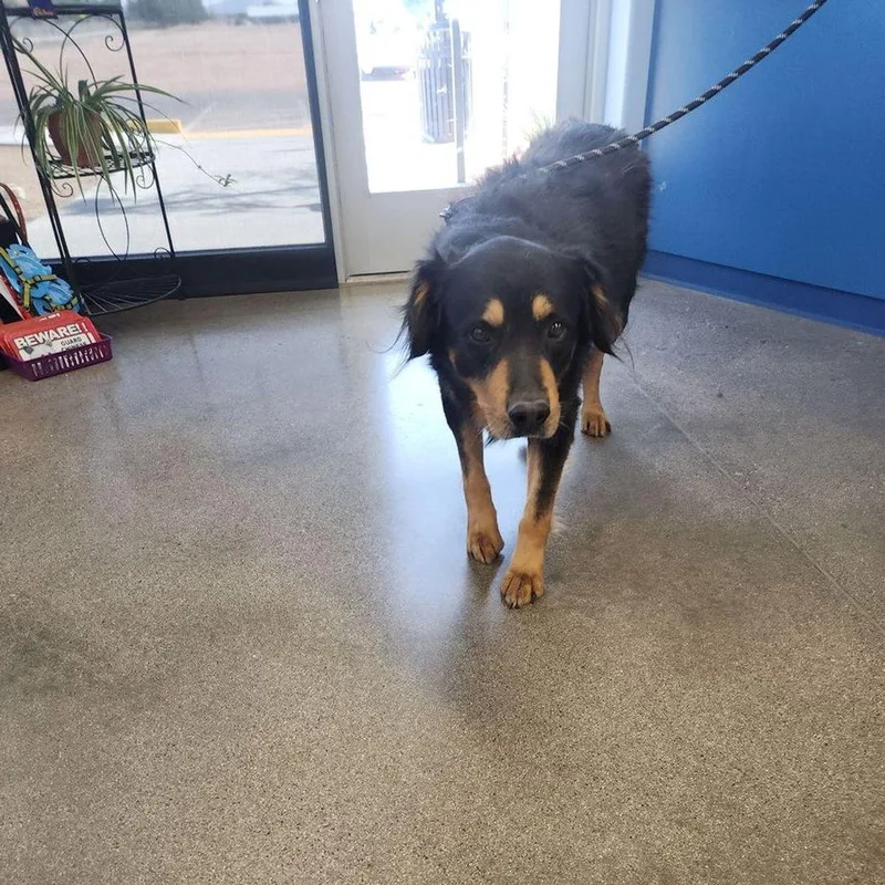 An adult large-sized male Shepherd dog named Ted for adoption in Kingman, AZ