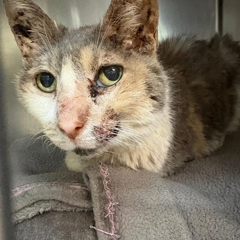 An adult medium-sized female Calico Domestic Short Hair cat named June bug for adoption in Newark, NJ