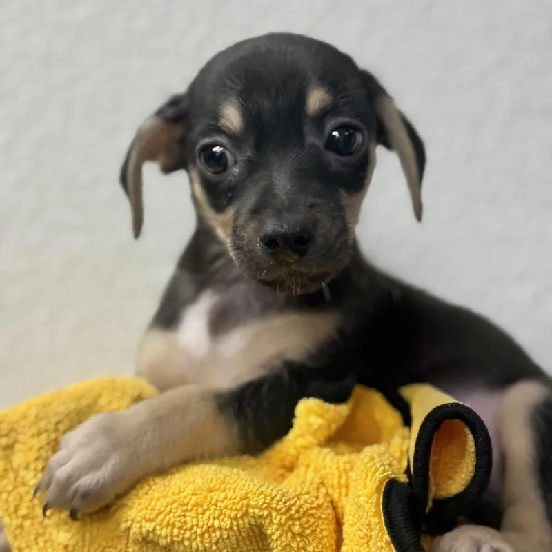 A baby small-sized male Black Chihuahua dog named Solar for adoption in Bullhead City, AZ