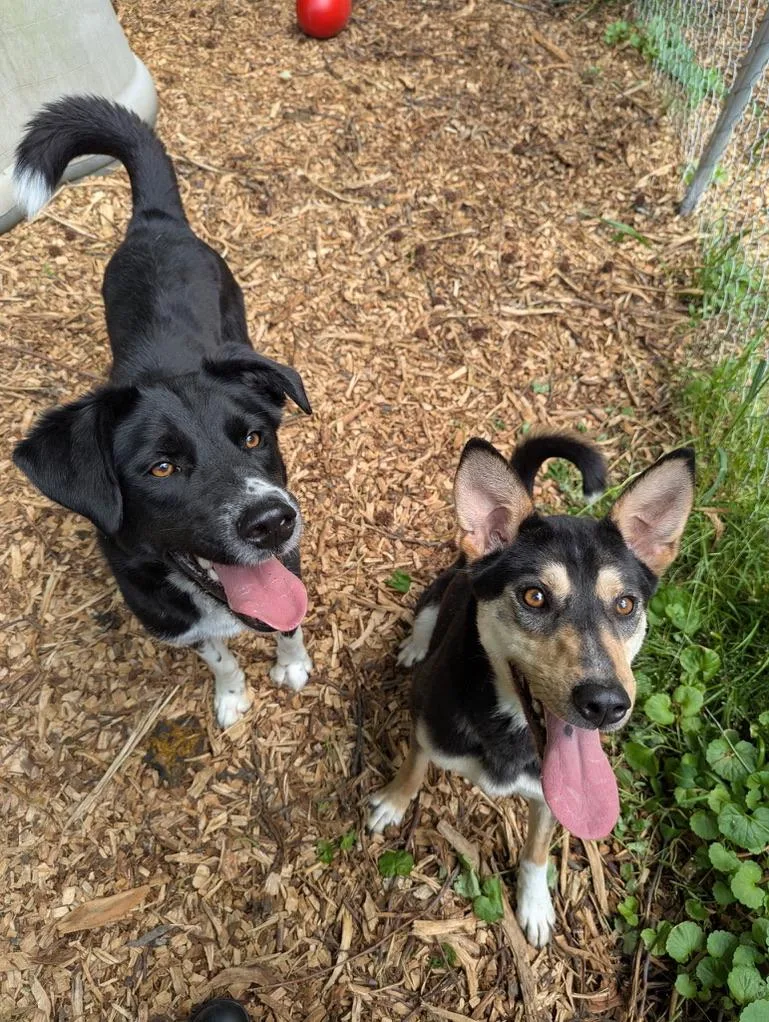 Frieda And Diego