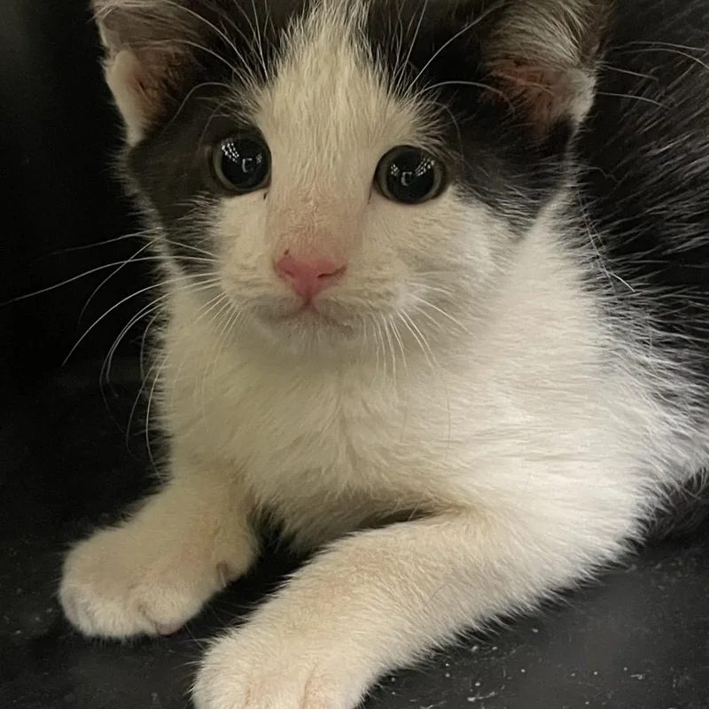 A baby small-sized male White Domestic Short Hair cat named Morning Glory for adoption in Lynchburg, VA