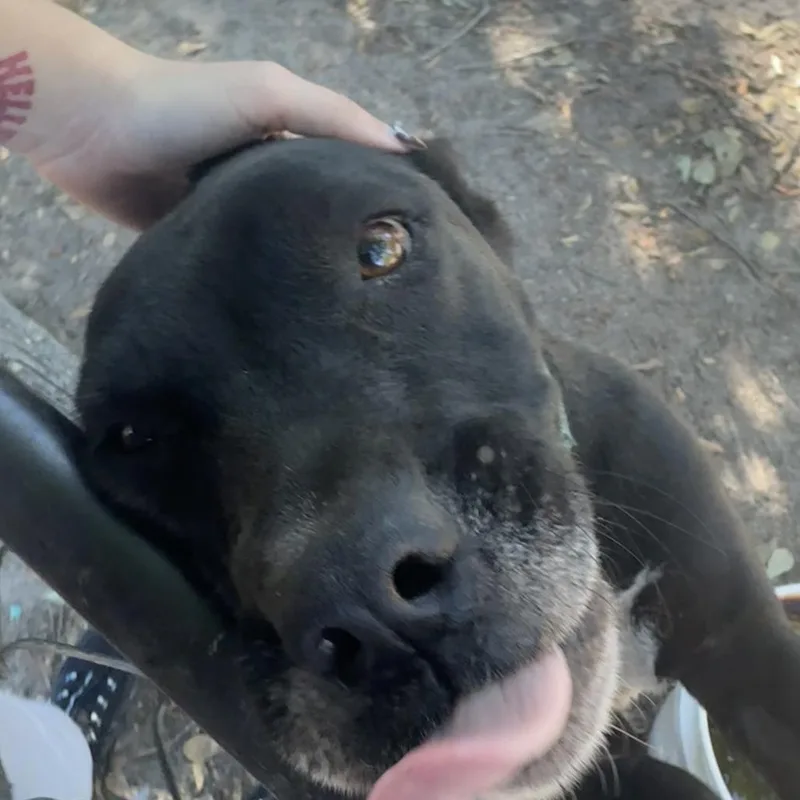 An adult medium-sized female Black Mixed Breed dog named Bella for adoption in Columbus, GA