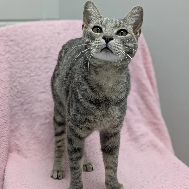 An adult medium-sized male Gray / Blue / Silver Domestic Short Hair cat named Bo Jangles for adoption in Brookfield, WI