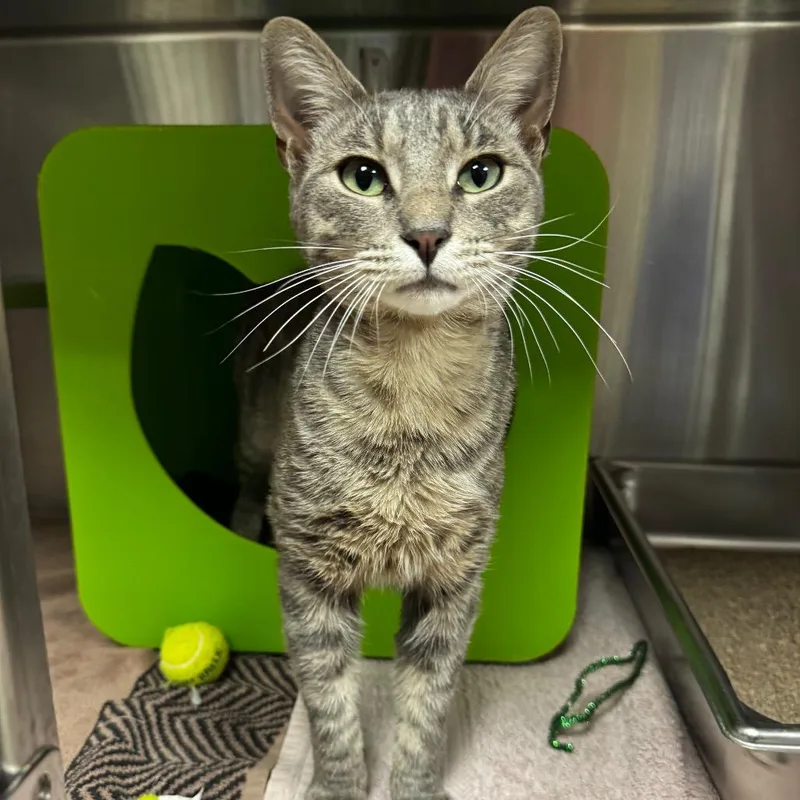 Bo Jangles thumbnail 2