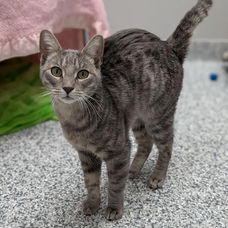 Bo Jangles thumbnail 3