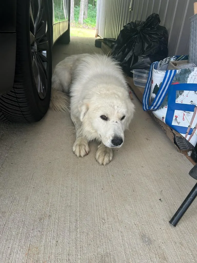 An adult large-sized male Great Pyrenees dog named Samwise  Await Rabies for adoption in Chickamauga , GA