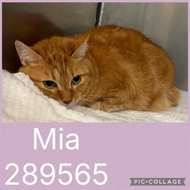 An adult medium-sized female Domestic Short Hair cat named Mia for adoption in Macon, GA