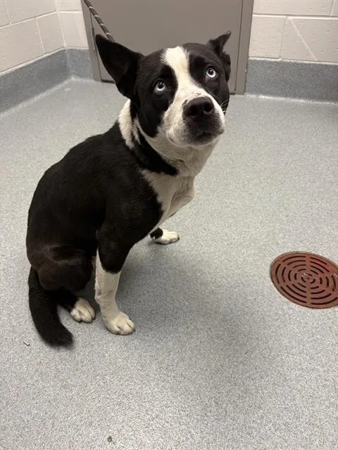 A young medium-sized female Siberian Husky dog named Lala for adoption in Indianapolis, IN
