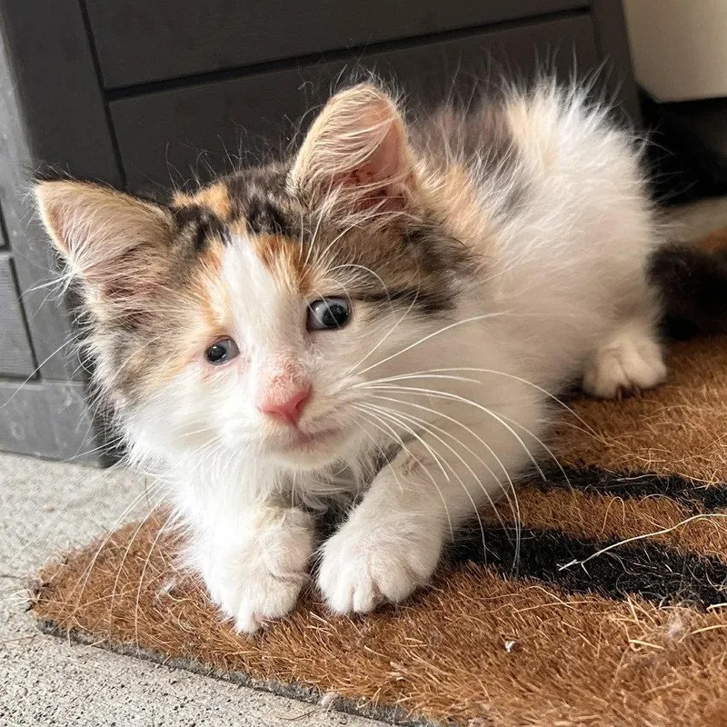 A baby medium-sized female Black & White / Tuxedo Domestic Long Hair cat named Braille for adoption in Candler, NC