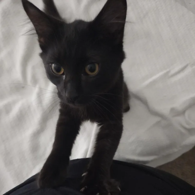 A young medium-sized male Black Domestic Short Hair cat named Lautaro for adoption in Greensboro, NC