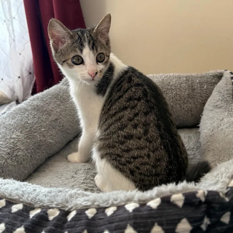 A baby small-sized female Brown / Chocolate Domestic Short Hair cat named Banks of the Ohio for adoption in Fredericksburg, VA