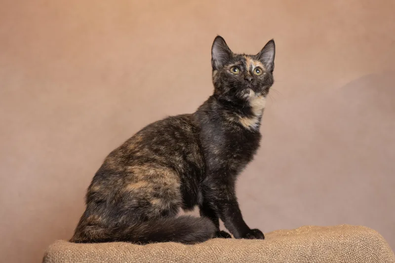 A young medium-sized female Tortoiseshell cat named Hazel for adoption in Muncie, IN