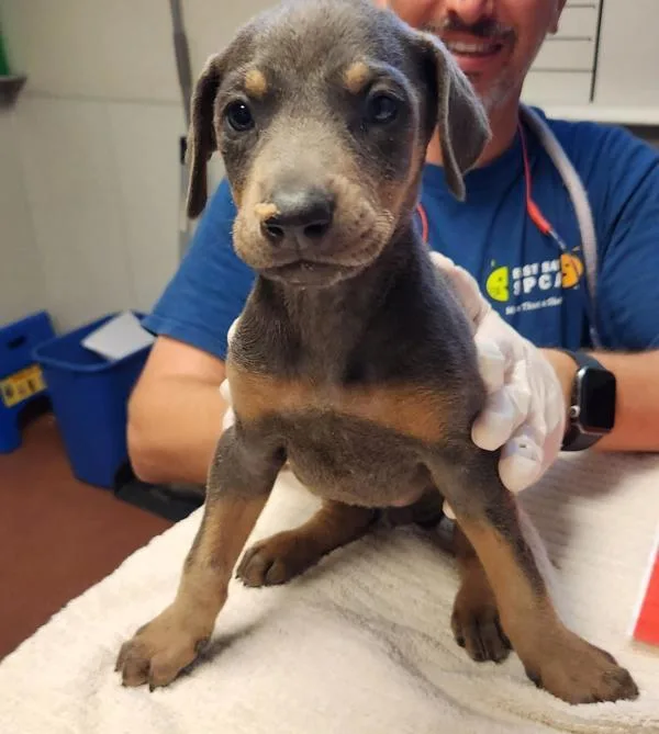 A baby large-sized female Doberman Pinscher dog named Smokey for adoption in Oakland, CA