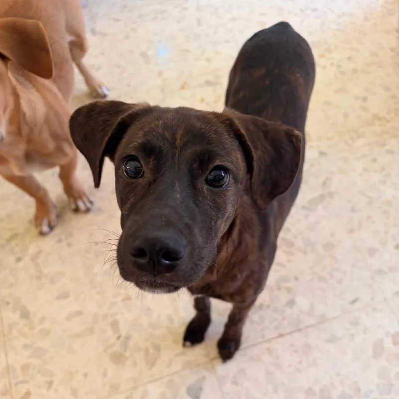A young small-sized female Brindle Mixed Breed dog named Winky for adoption in San Juan, PR