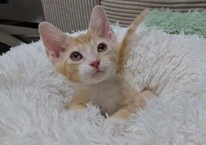 A baby small-sized male Domestic Short Hair cat named Wubbzy for adoption in Washington, DC