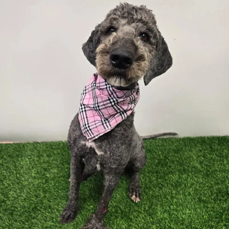 An adult medium-sized female Black Standard Poodle dog named Robin for adoption in Columbia, MO