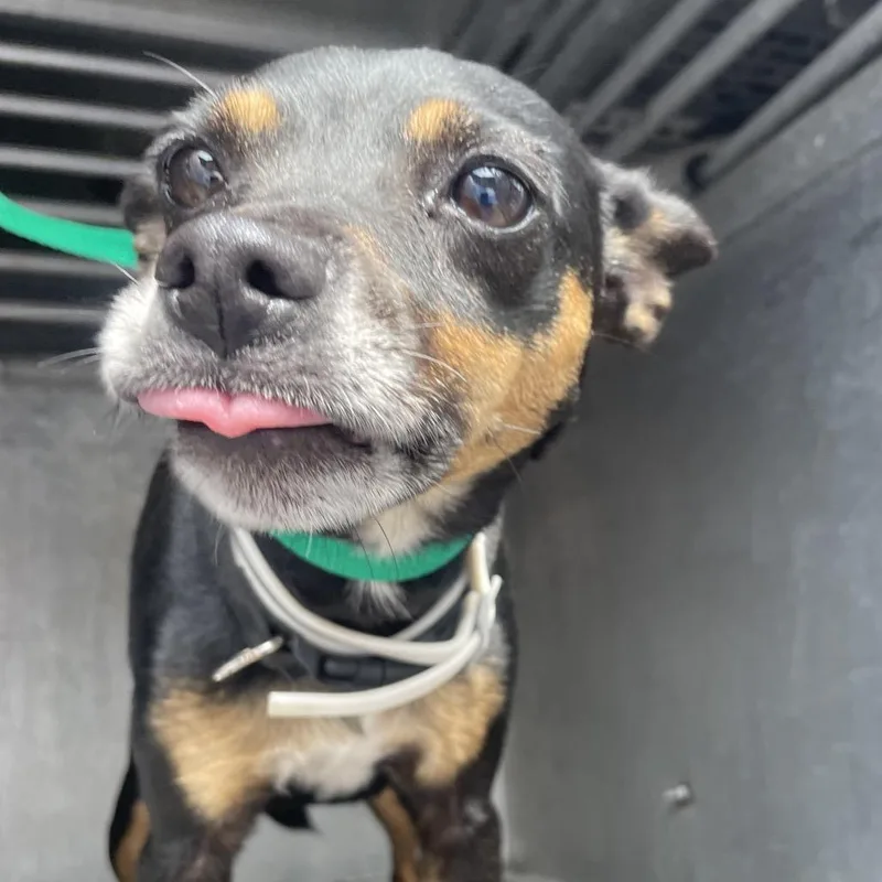 An adult medium-sized female Black Chihuahua dog named Beanie Houdini for adoption in Edinburg, TX