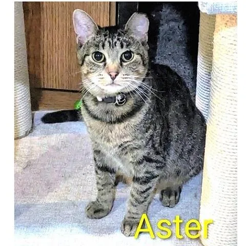 Aster