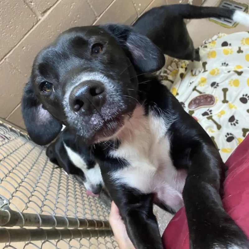 An adult medium-sized male Black Labrador Retriever dog named Brennan for adoption in Caryville, TN