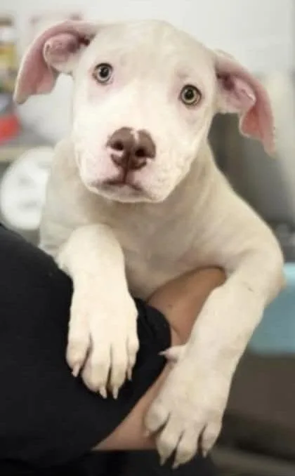 A baby medium-sized male Pit Bull Terrier dog named Athos for adoption in Colorado Springs, CO