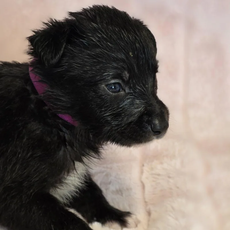 A baby medium-sized female Black Border Collie dog named Maple for adoption in Wiggins, MS