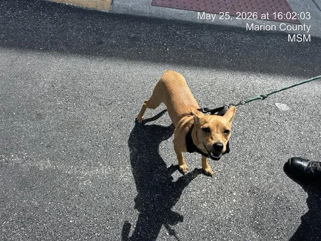 A young small-sized female Chihuahua dog named Leelee for adoption in Ocala, FL
