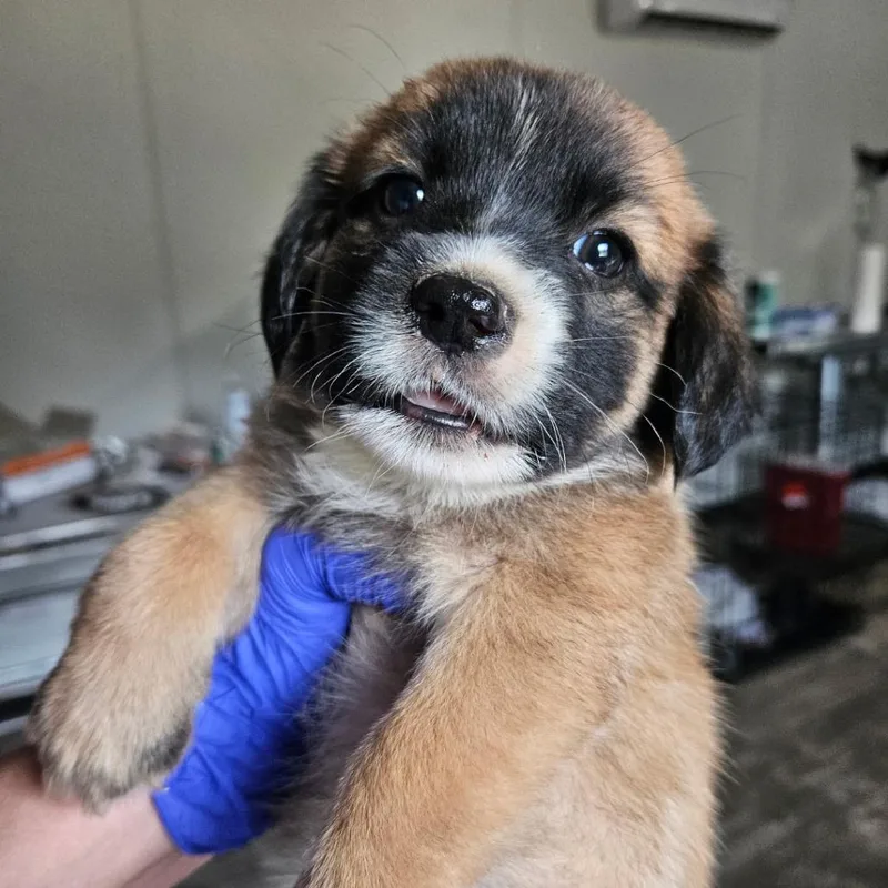A baby medium-sized male Yellow / Tan / Blond / Fawn English Springer Spaniel dog named Kip for adoption in Hattiesburg, MS