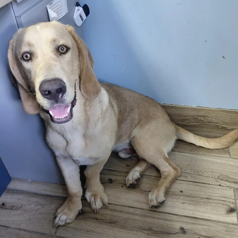 A young medium-sized male Yellow / Tan / Blond / Fawn Yellow Labrador Retriever dog named Roscoe for adoption in Henderson, KY