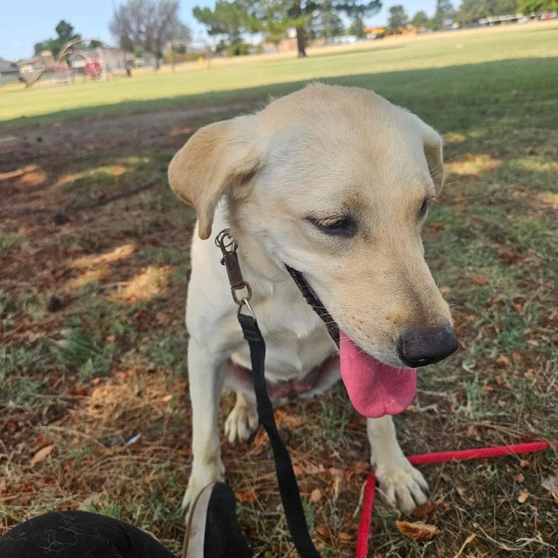 A young medium-sized female Yellow / Tan / Blond / Fawn Labrador Retriever dog named Sugar for adoption in Odessa, TX
