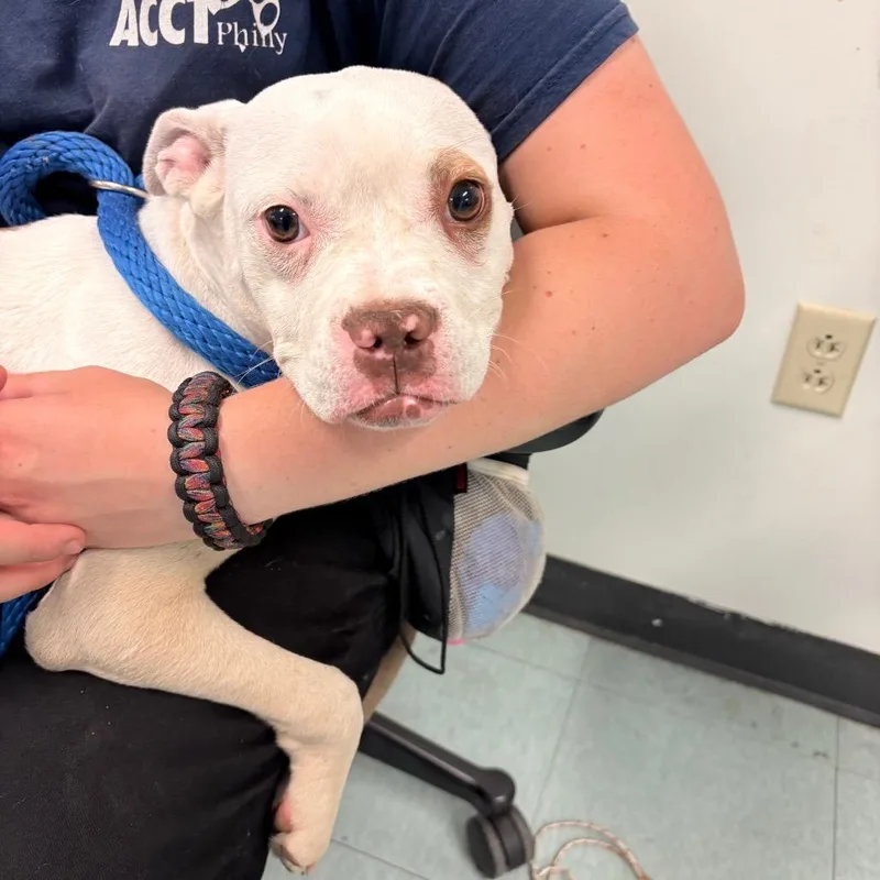 An adult medium-sized female White / Cream Pit Bull Terrier dog named Clare Bear for adoption in Philadelphia, PA
