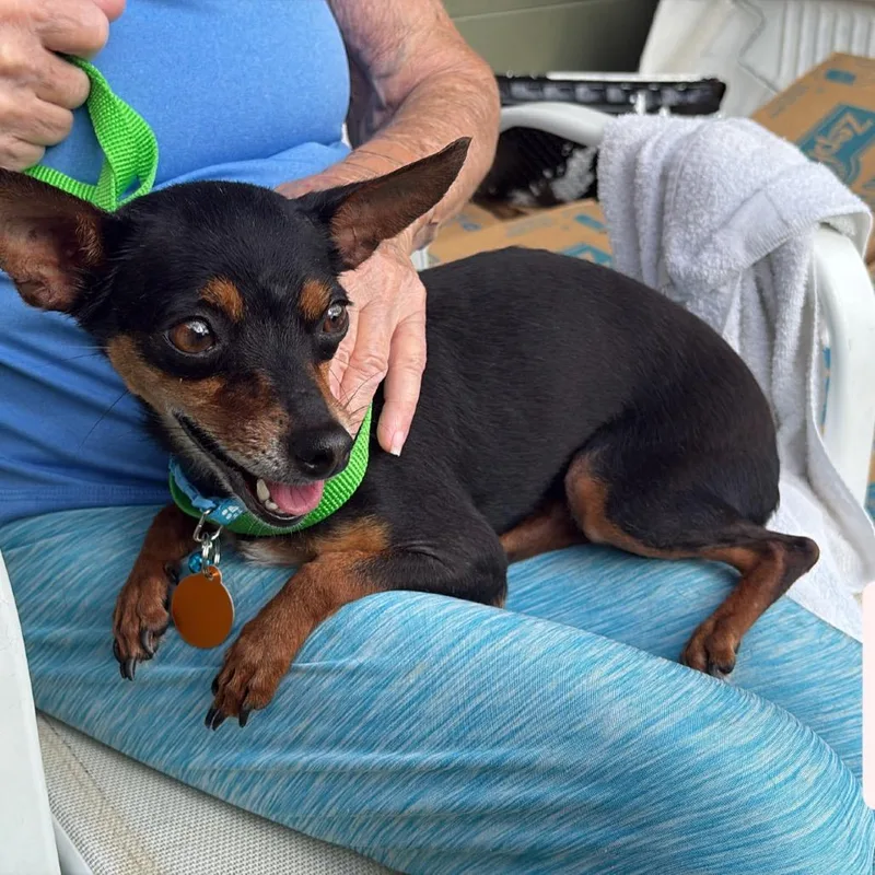 An adult small-sized female Black Chihuahua dog named Glory for adoption in Tampa, FL