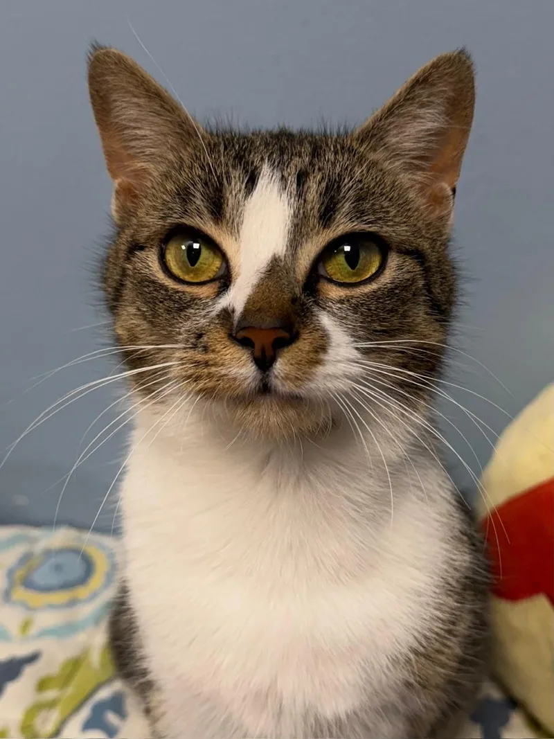 A baby medium-sized female Tabby (Brown / Chocolate) Domestic Short Hair cat named Snickers Pie for adoption in Norwalk, CT