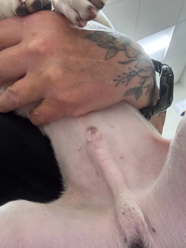 Buddy thumbnail 5