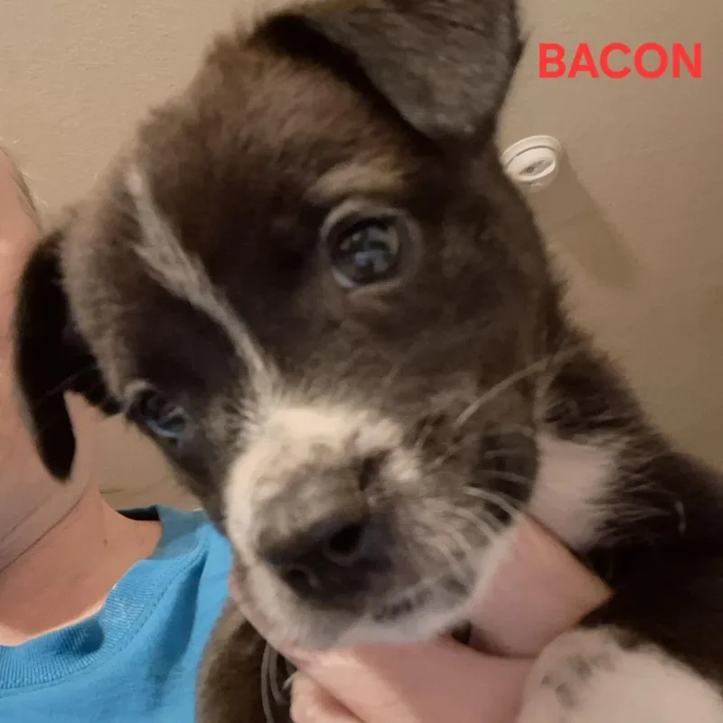 Bacon