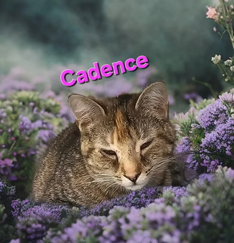 An adult medium-sized female Domestic Short Hair cat named Cadence for adoption in Jim Thorpe, PA