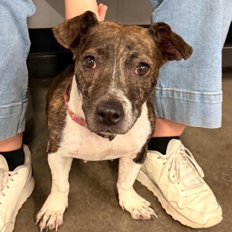 An adult medium-sized female Brindle Terrier dog named Willa for adoption in Tampa, FL