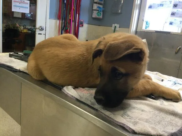 A baby small-sized female Mastiff dog named Maggie for adoption in Riverside, CA