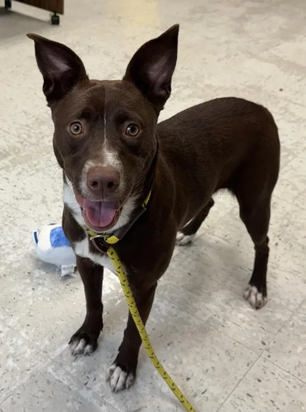A young medium-sized female Australian Cattle Dog / Blue Heeler dog named Grizzly for adoption in Salt Lake City, UT