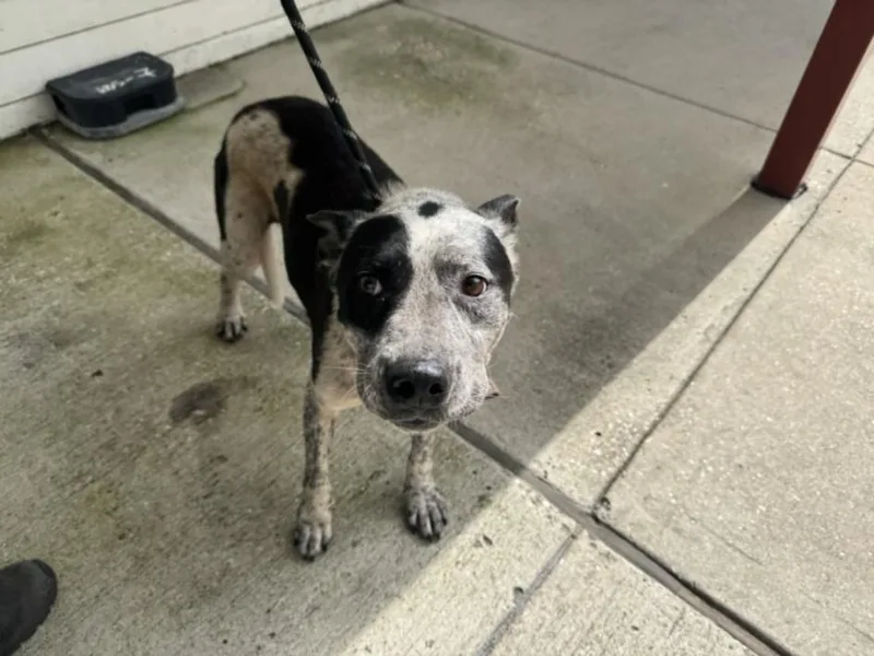 An adult large-sized male Australian Cattle Dog / Blue Heeler dog named Cat for adoption in Texas City, TX