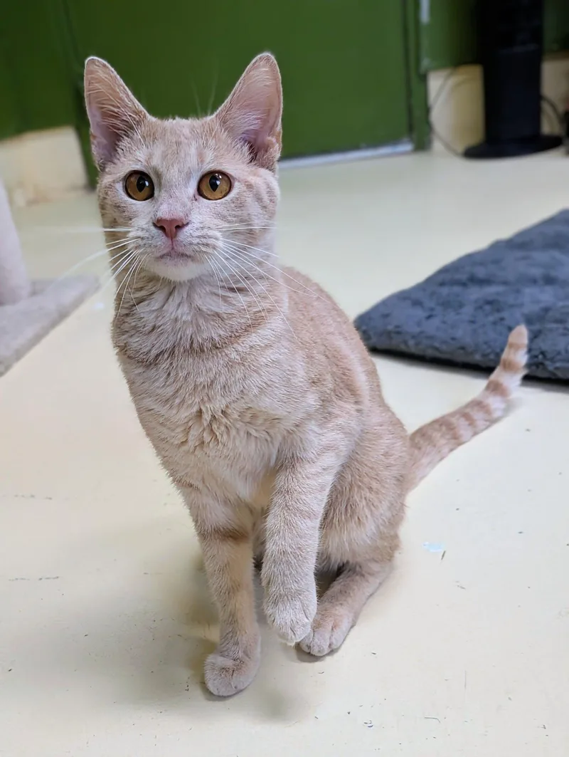 An adult medium-sized female Domestic Short Hair cat named Meme for adoption in Newburgh, IN