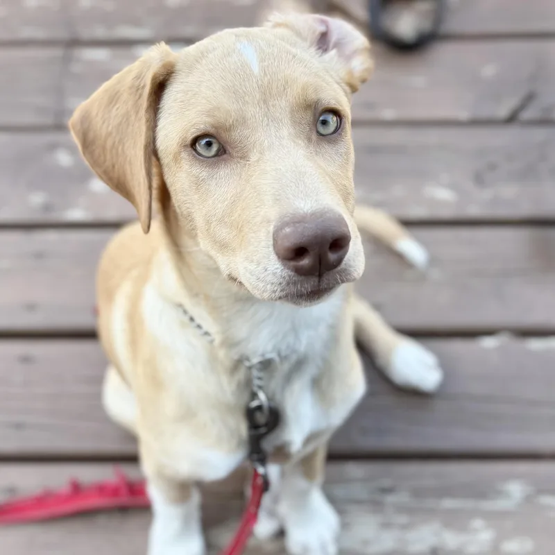 A baby medium-sized female Yellow / Tan / Blond / Fawn Labrador Retriever dog named Poppy for adoption in Libertyville, IL