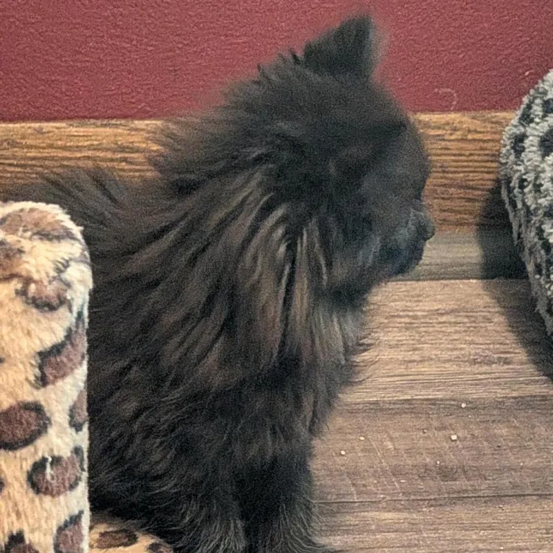 A baby small-sized female Black Domestic Long Hair cat named Maggie for adoption in Waukesha, WI
