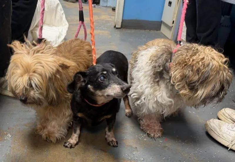 An adult small-sized female Dachshund dog named Precious  Jj & for adoption in Bayport, NY
